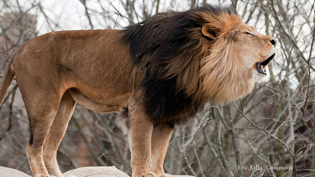 lion-crop Strikers Logo